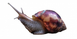 the art of being human